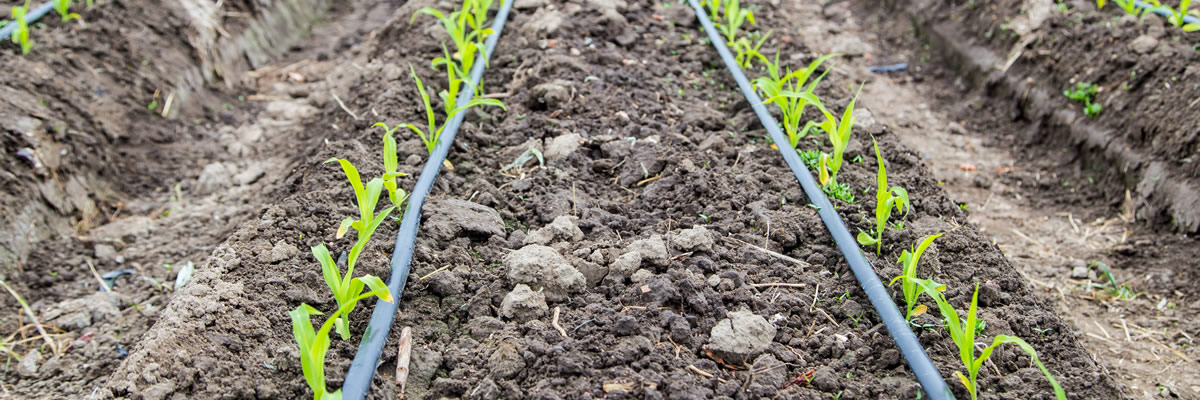 Irrigation de précision